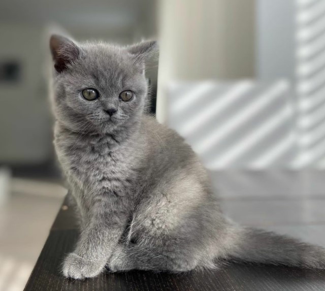 Nice British Shorthair Felix