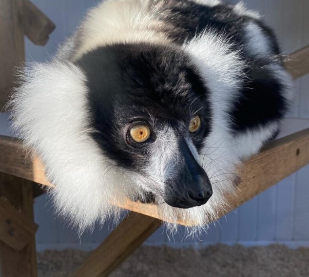 Black & White Ruffed Lemur Male