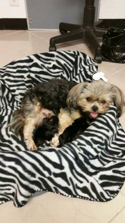 34 yorkie    14 Shih Tzu (azle)