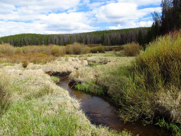 39.5 Acres In Medicine Bow National Forest on Pelton Creek (Mountain Home)