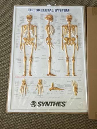 3D Skeletal System (Skeleton DiagramsPosters)