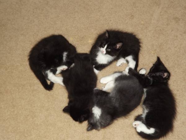 4 Adorable Kittens (Mitchell)