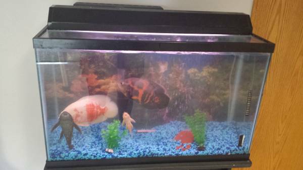 4 fresh water fish needs new home (west omaha)