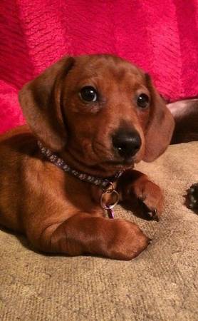 4 mo Miniature Dachshund (Slidell)