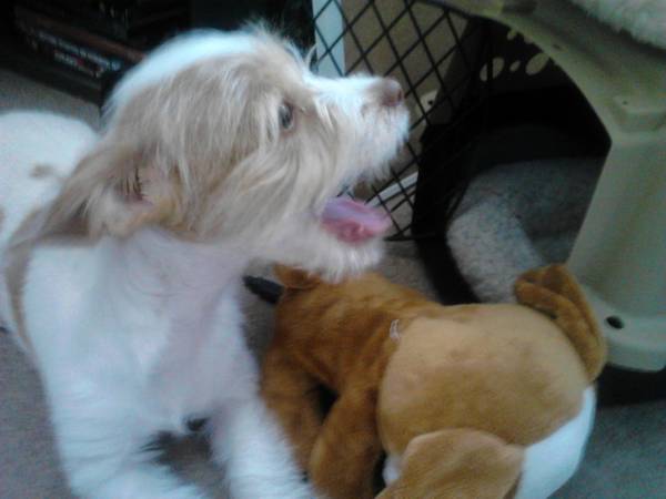 4 month old minnie terrier and poodle  male puppy