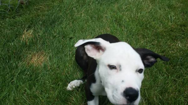 4 Month Old Pitbull Puppy (Springfield, MA)