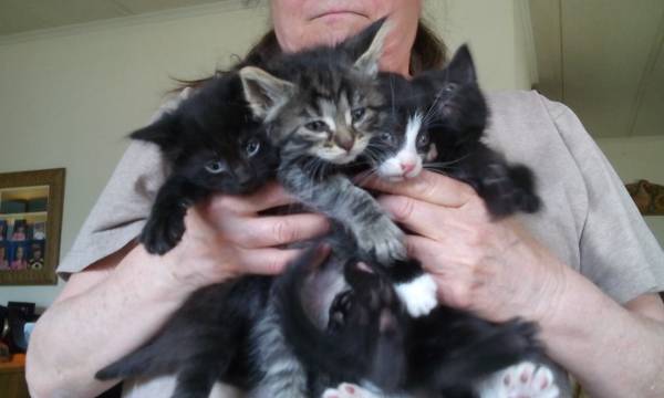 4 six week old kittens 50 each (farmington hills)