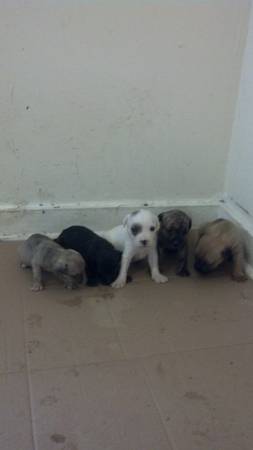 4 week old pittbull pups need rehome (orangeburg)