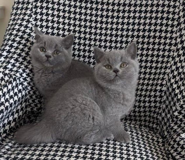 Gorgeous British short hair Kittens Available Now!