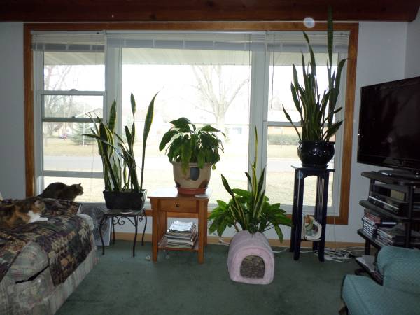 430  One female for one bedroom (st.louis park)