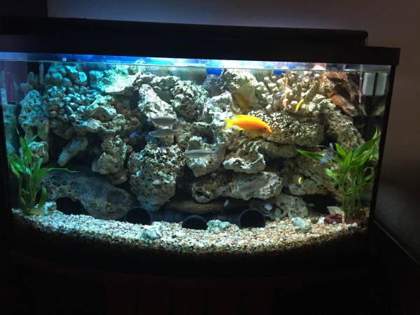 45 Gallon Amazing AquariumFish Tank wStand amp Cichlid Family (fremont  union city  newark)