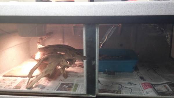 4ft vision reptile cage (Indy)