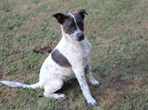 5 12 Month Old Mix Breed Puppy (Camas)