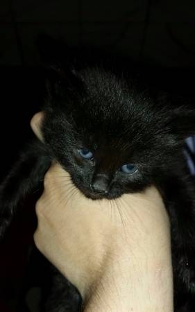 5 Kittens need forever home pls serious inquries (mesa)