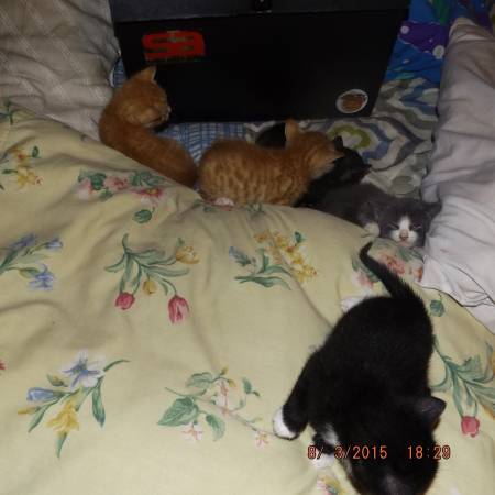 5 lovely kittens free to nice family (Gainesville)