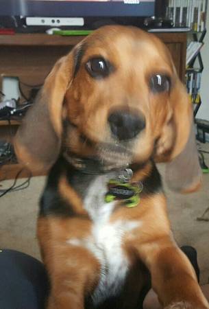 5 month old male beagle pup (erlanger ky)