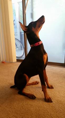 5 months Female Doberman puppy