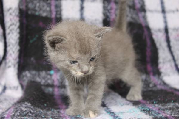 5 week old kittens (Lexington)