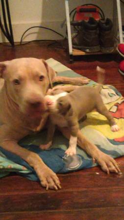 5 week old pit bull pup (New Orleans)