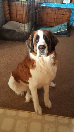 5 year old female Saint Bernard needs foster or adopter (Boise)