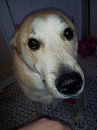 5 year old male lab mix (cleveland heights)