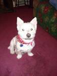 5 Year old Registered West Highland White Terrier Stud