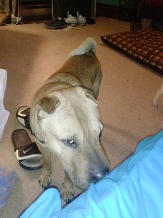 5 yr old shar pei 250 need gone asap (new britain ct)