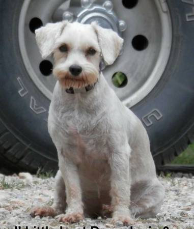 500 Reward for Small White Dog Return (Pineville, MO)