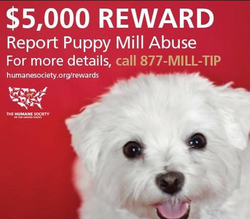 5000 reward for turning in puppy puppies breeder (concord  pleasant hill  martinez)