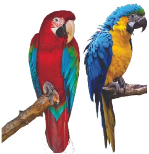  Cheap Parrots for Sale