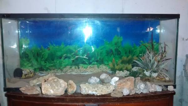 55 GALLON FISH TANK (TROY,MO)