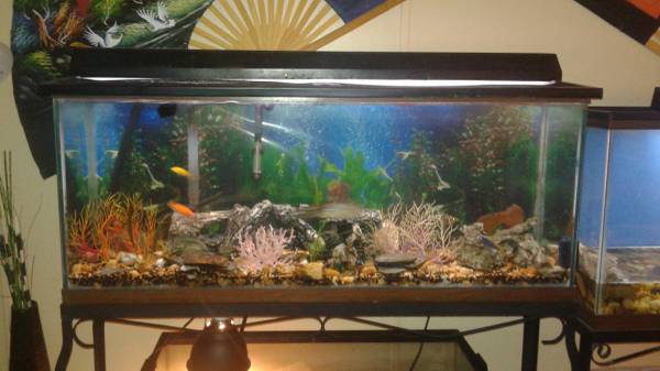 55 gallon fish tank with stand (Davenport)