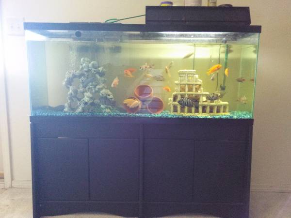 55 gallons fish tank with everything (Britton and N Kelly)