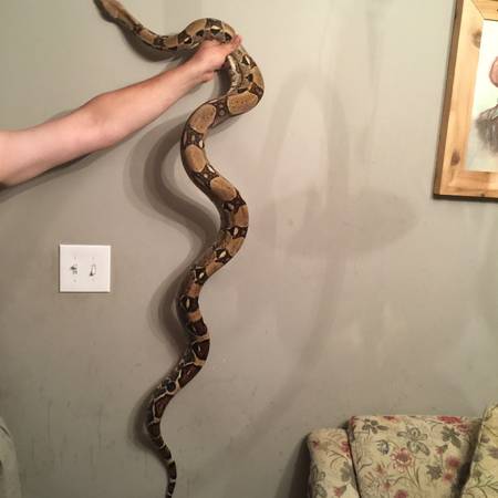 6 12 foot Colombian red tail boa (Lagrange)
