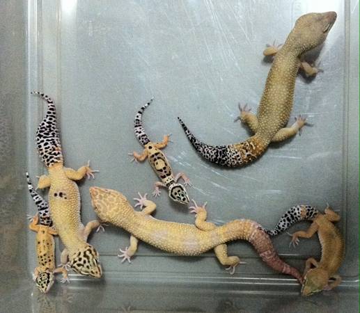6 different leopard gecko