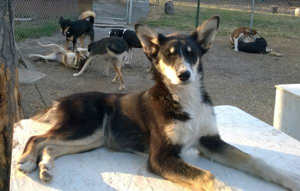 6 month old Alaskan Husky (Gakona)