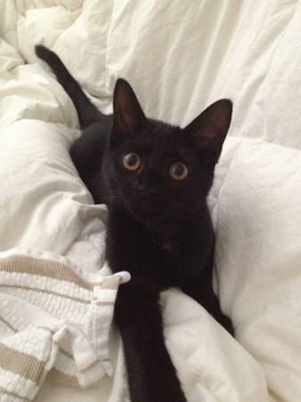 6 month old black female cat (baltimore)