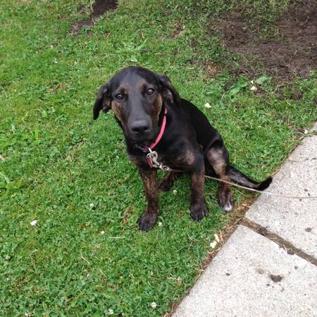 6 month old Black LabBoxer Female (Eastpointe)