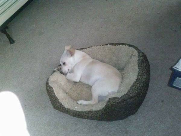 6 month old chihuahua mix with jack russel 150 (new britain ct)