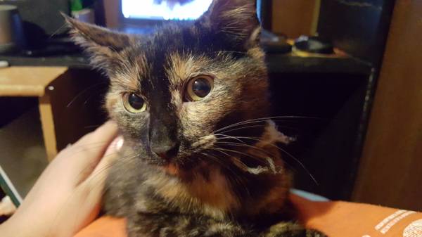 6 month old female kitten (rogers)