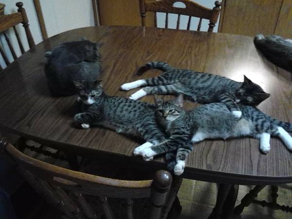 6 month old kittens (Rogers)