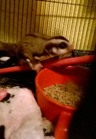 6 month old male sugar glider (denver)