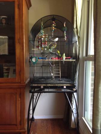 6 parakeets and big cage (Centreville)