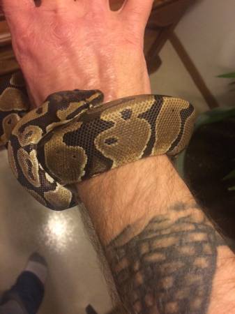 6 Snakes with tanks and supplies to good home (Florence)