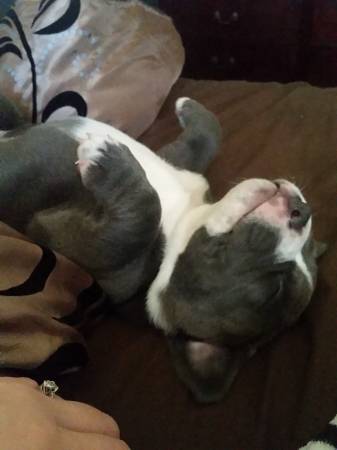 6 week old blue bully pup (Fargo)