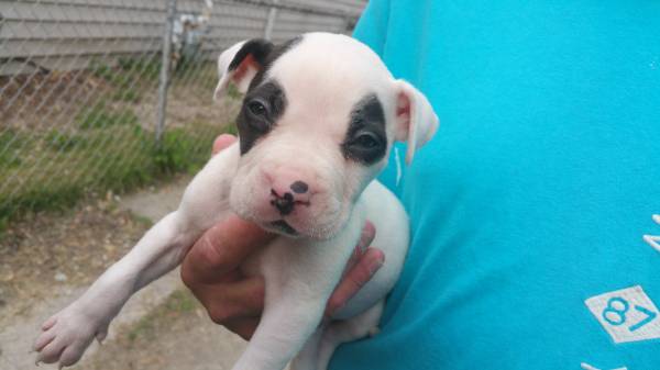 6 week old Blue Pit Puppy (Indianapolis)