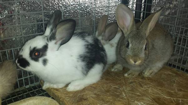 6 week old                                                     bunnies (United States)