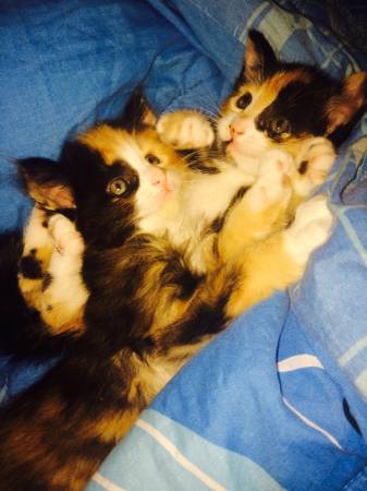 6 week old calico kittens (Denver)