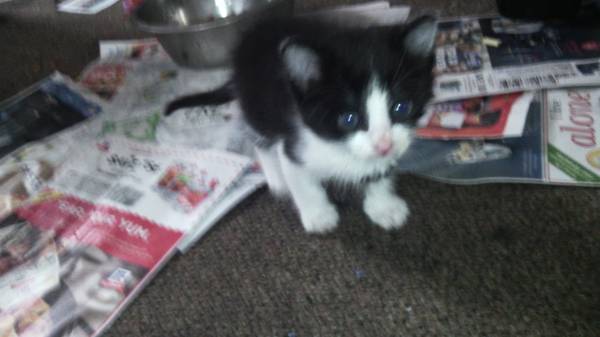 6 week old kitten (providence)