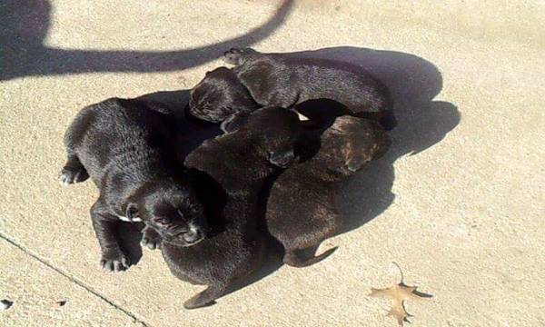 6 week old lab mix with shepherd  puppys (cleveland west side)